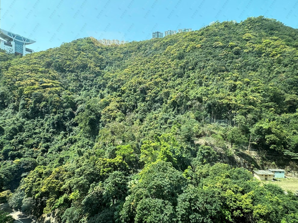 窗外景觀-由客廳