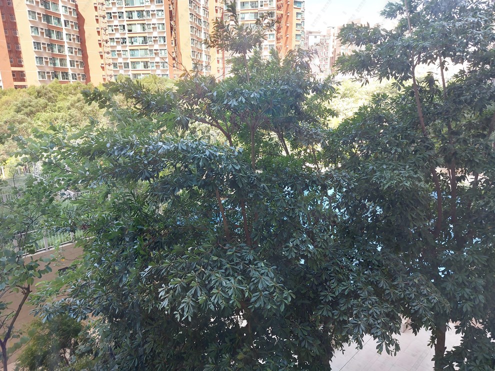 Outside View-From Living Room